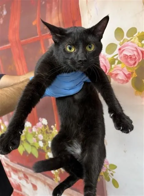 A young medium-sized female Domestic Short Hair cat named A for adoption in San Bernardino, CA