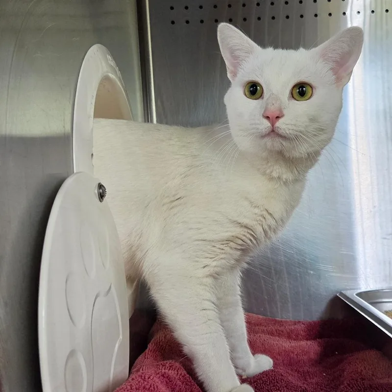 An adult medium-sized male White Domestic Short Hair cat named Tucker for adoption in Asheville, NC