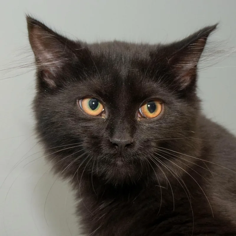 A baby medium-sized female Domestic Short Hair cat named Sable for adoption in Troy, OH
