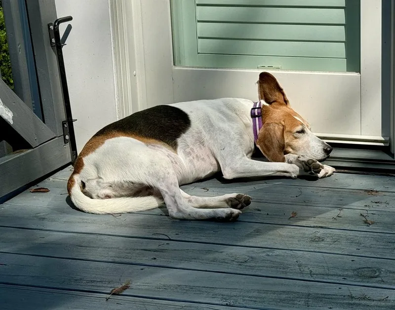 An adult medium-sized female Foxhound dog named Harper for adoption in Greenlawn, NY