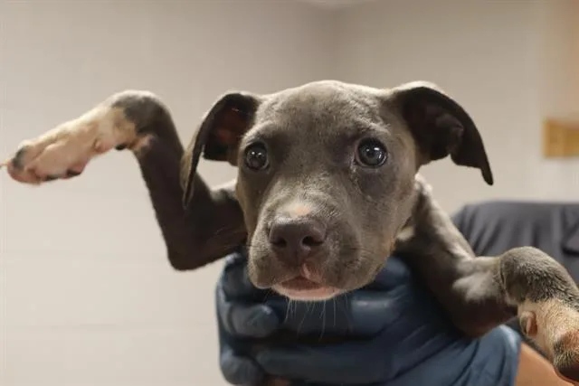 A baby small-sized female Mixed Breed dog named Levi for adoption in Columbia, SC