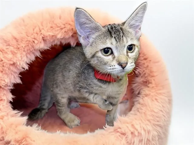 A baby medium-sized female Domestic Short Hair cat named Iris for adoption in Fort Lauderdale, FL