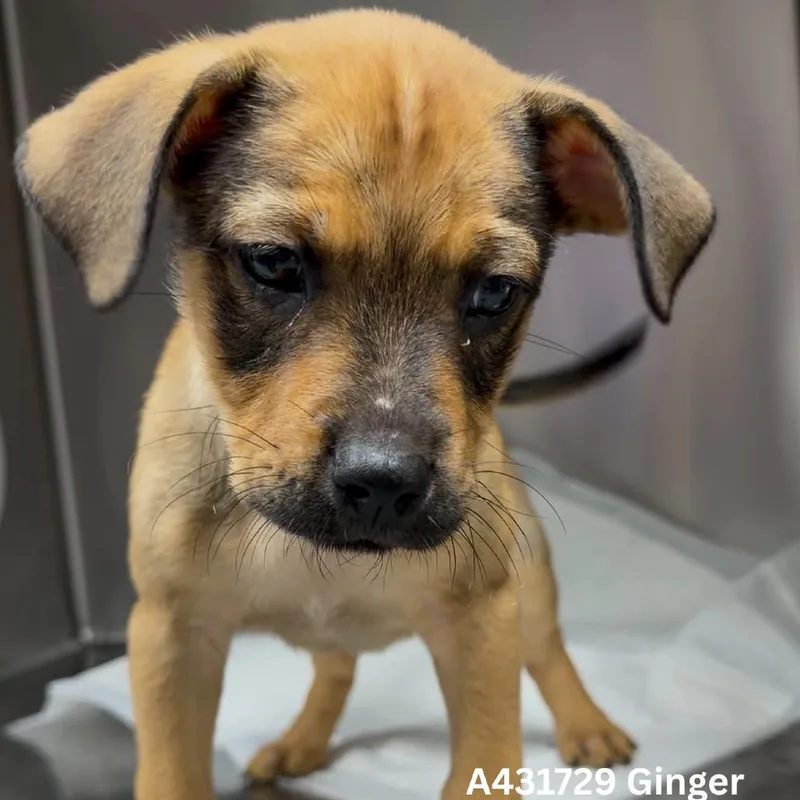 A baby small-sized female Brown / Chocolate Pit Bull Terrier dog named Ginger for adoption in Tomah, WI