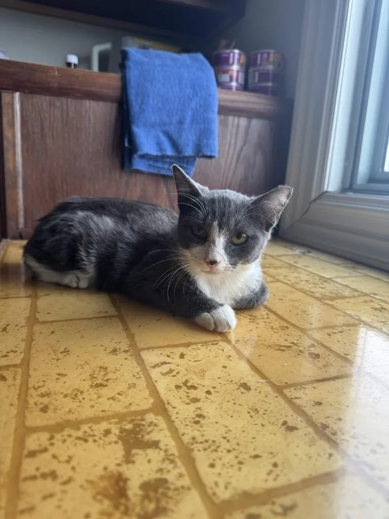 A baby medium-sized male Domestic Short Hair cat named Sasha for adoption in Augusta, GA