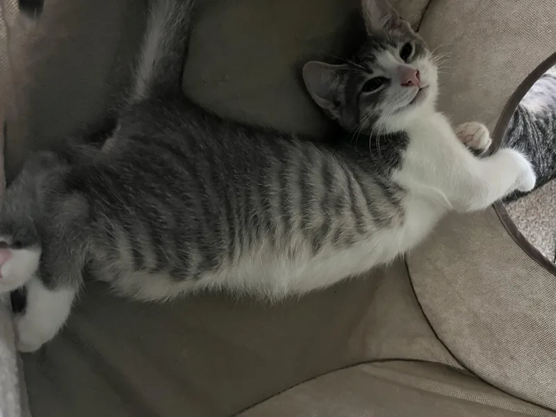 A baby medium-sized male Gray & White Domestic Short Hair cat named Anakin for adoption in East Amherst, NY