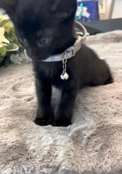 A baby small-sized male Black Domestic Short Hair cat named Ming for adoption in Maitland, FL
