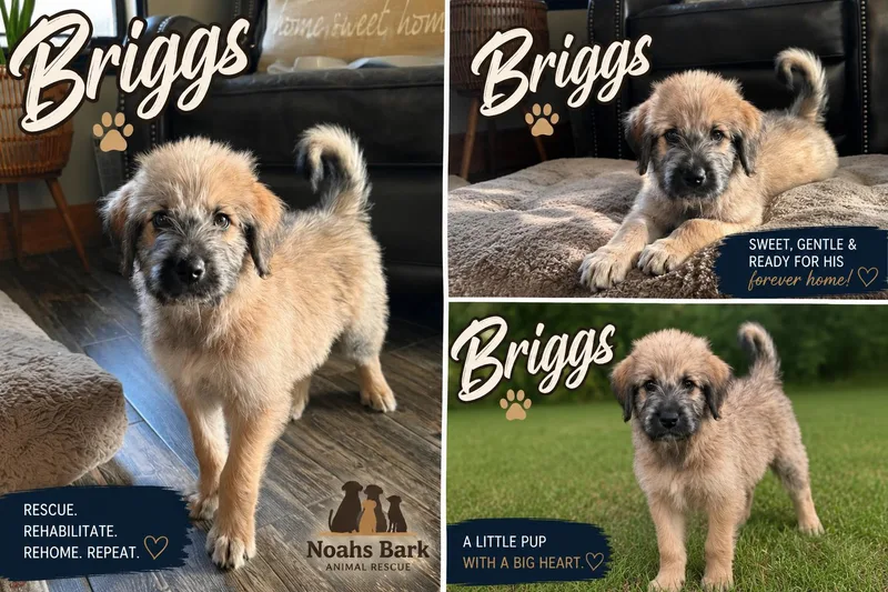 Briggs
