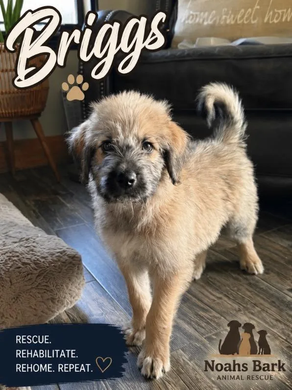 Briggs thumbnail 2