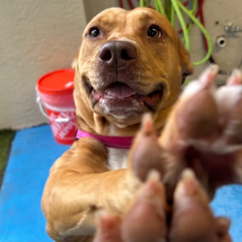 An adult medium-sized female Mixed Breed dog named Posie for adoption in Titusville, FL