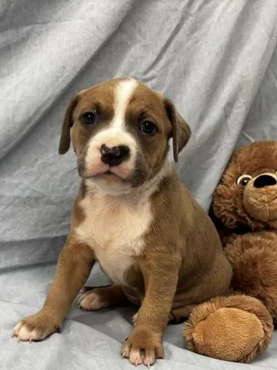 A baby medium-sized female Yellow / Tan / Blond / Fawn Weimaraner dog named Dipstick for adoption in Liverpool, TX