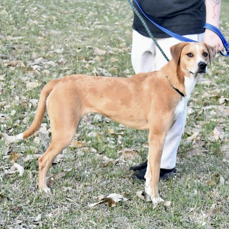 An adult medium-sized female Red / Chestnut / Orange Catahoula Leopard Dog dog named Kacey for adoption in Natchez, MS