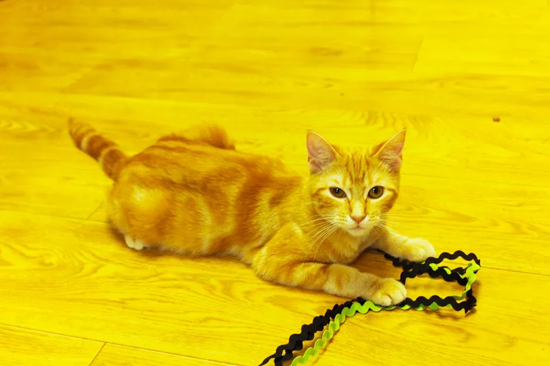 A baby medium-sized female Tabby (Orange / Red) American Shorthair cat named Dawn for adoption in Urbana, OH