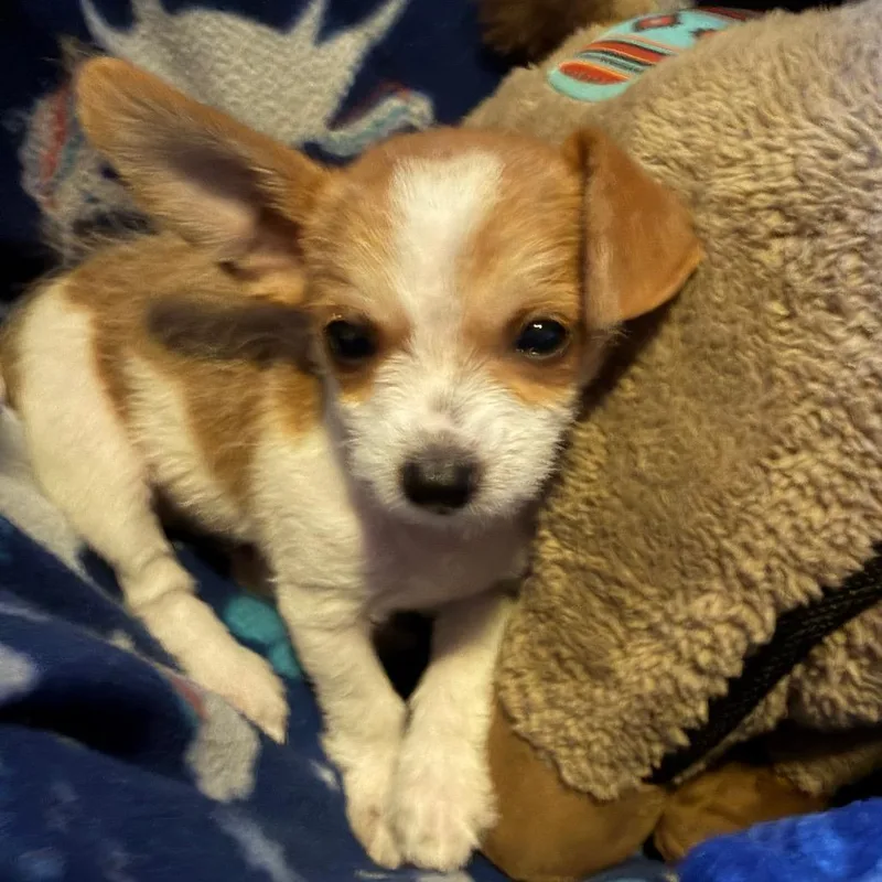A baby small-sized male Chihuahua dog named Darwin for adoption in Kansas City, MO