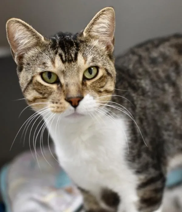 An adult medium-sized male Tabby (Brown / Chocolate) Domestic Short Hair cat named Buzz Lightyear for adoption in Marietta, GA
