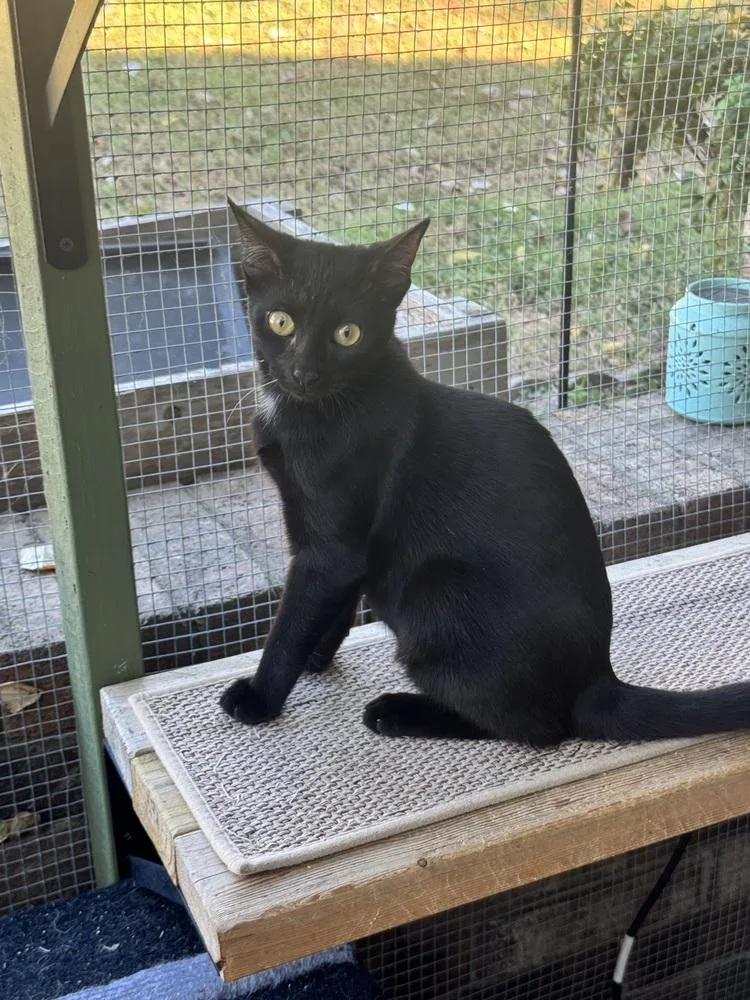 A baby small-sized male Black Bombay cat named Joey for adoption in Plumerville, AR