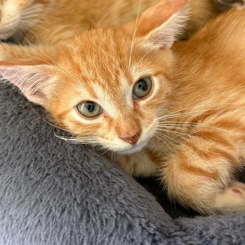 A baby small-sized male Orange / Red Domestic Short Hair cat named Sunny for adoption in Houston, TX