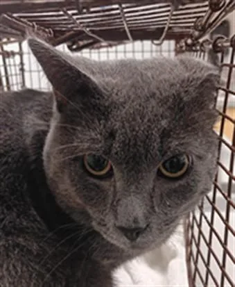 A young small-sized male Domestic Short Hair cat named Silver for adoption in Los Angeles, CA