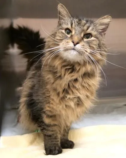 A senior medium-sized male Domestic Long Hair cat named Teddy for adoption in Fishers, IN