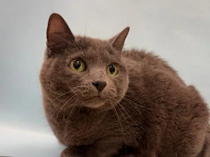 An adult small-sized female Domestic Short Hair cat named Rosa for adoption in Woodbury, MN