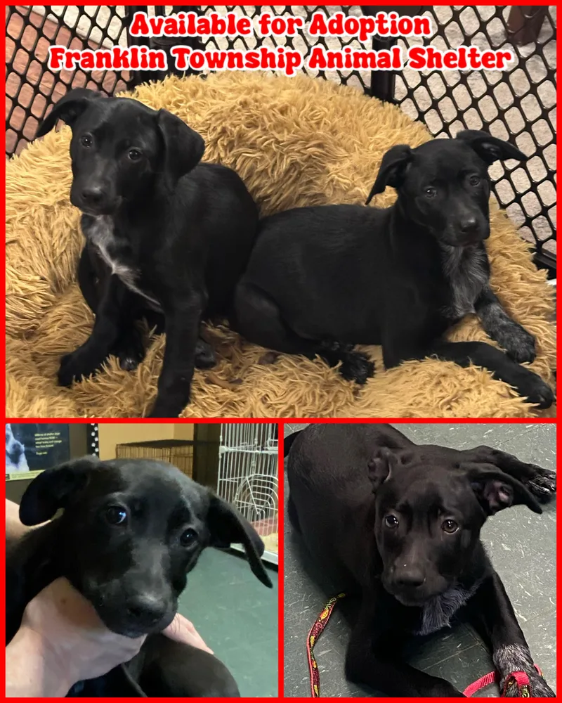 Labrador Retrievercattle Dog Mix thumbnail 2