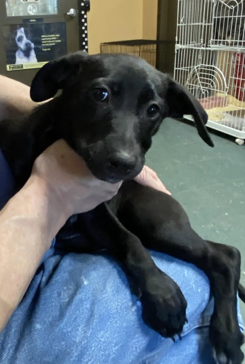 Labrador Retrievercattle Dog Mix thumbnail 4