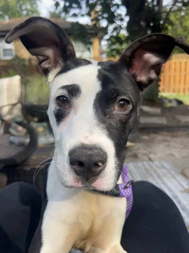 A young medium-sized male Mixed Breed dog named Patch for adoption in Schaumburg, IL