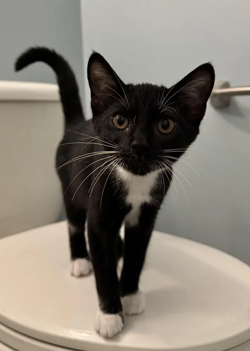 A young medium-sized male Domestic Short Hair cat named Maddie for adoption in Ponte vedra, FL