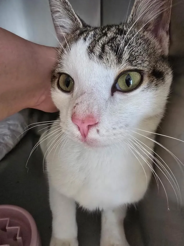 A young small-sized male Domestic Short Hair cat named Phil for adoption in Pine Grove, PA
