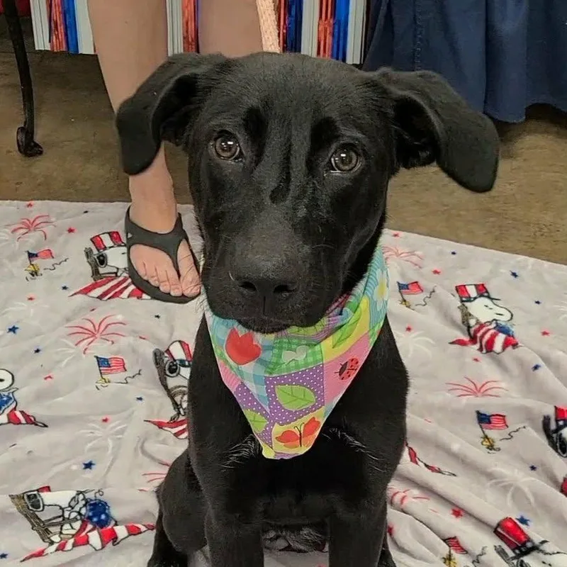 A young medium-sized female Black Labrador Retriever dog named Beatrix for adoption in Woolwich, ME