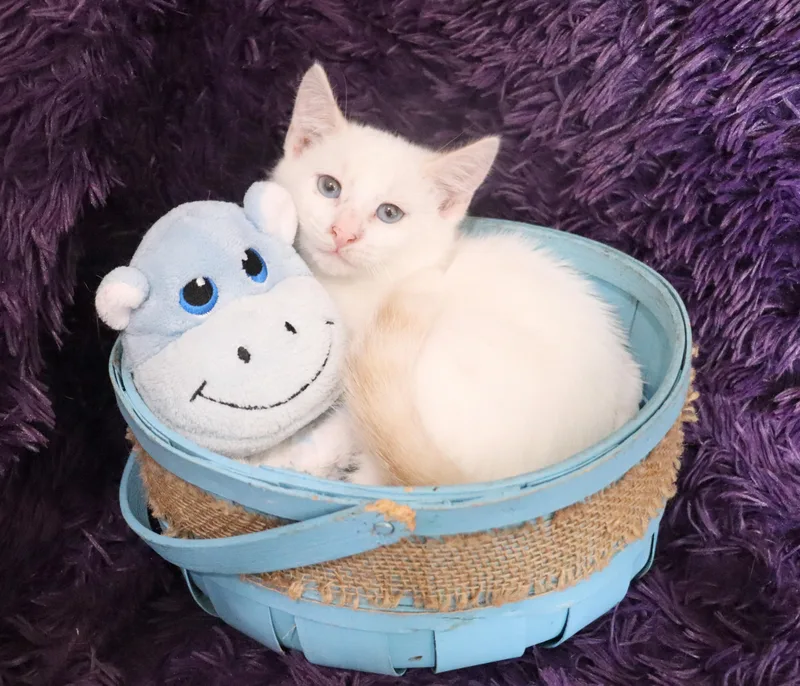 A baby medium-sized male Flame Point Siamese cat named Snowball for adoption in Saint Augustine, FL