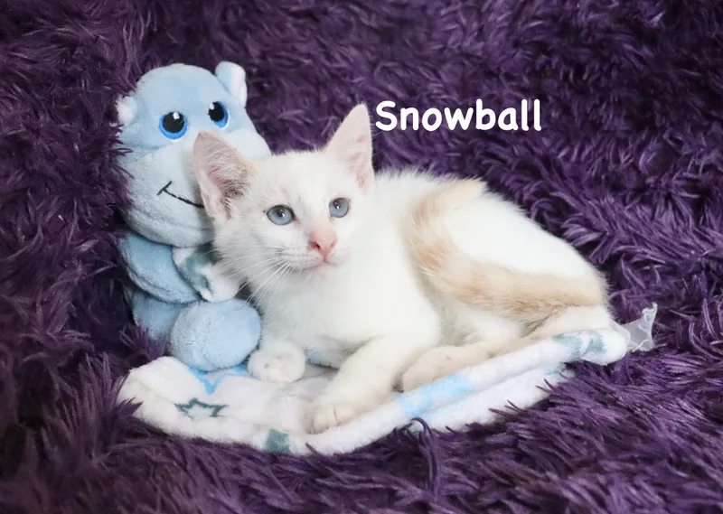 Snowball thumbnail 4