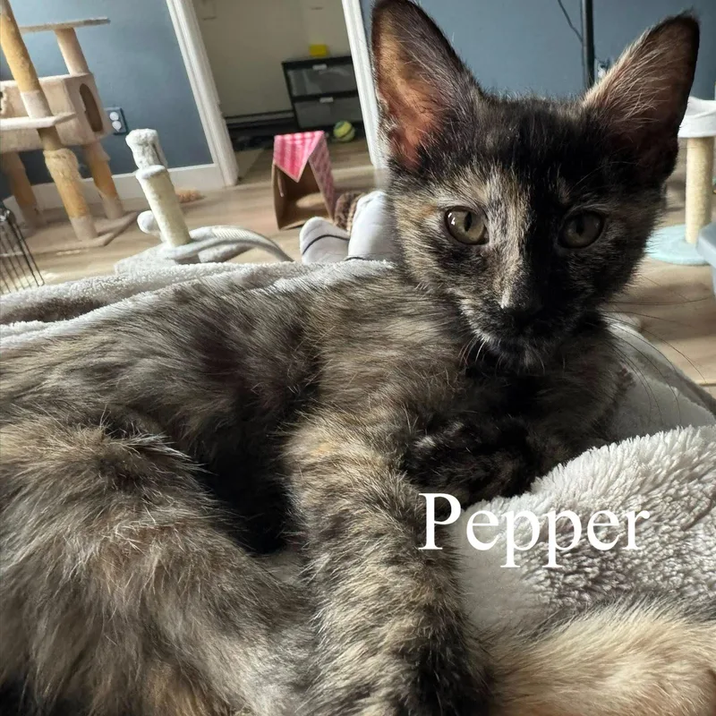 Pepper thumbnail 4