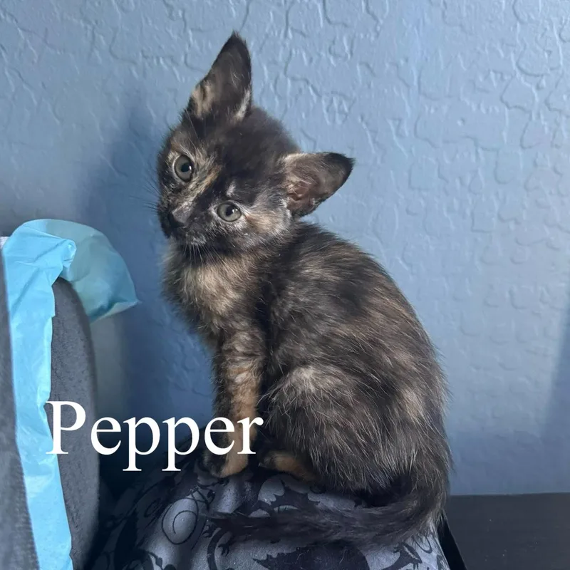 A baby medium-sized female Torbie Domestic Short Hair cat named Pepper for adoption in Queen Creek, AZ