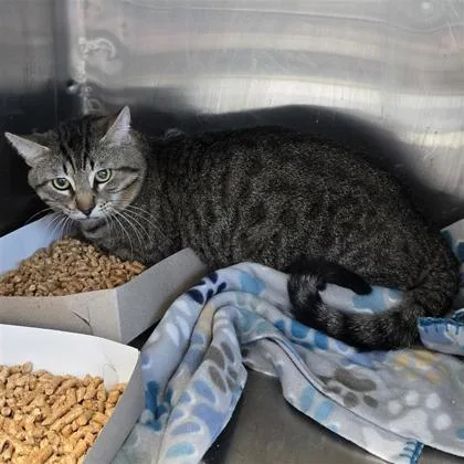 An adult small-sized male Brown / Chocolate Domestic Short Hair cat named Pickle for adoption in El Paso, TX