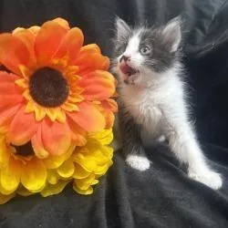 A baby small-sized female Gray / Blue / Silver Domestic Short Hair cat named Azula for adoption in Brea, CA