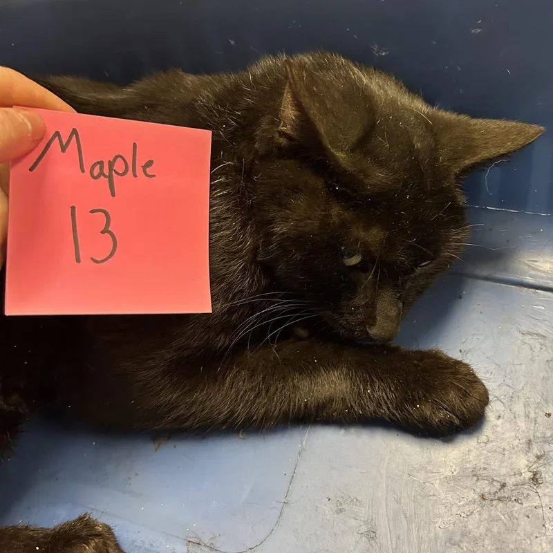 An adult medium-sized male Black Domestic Short Hair cat named Minnow for adoption in Bristol, IN