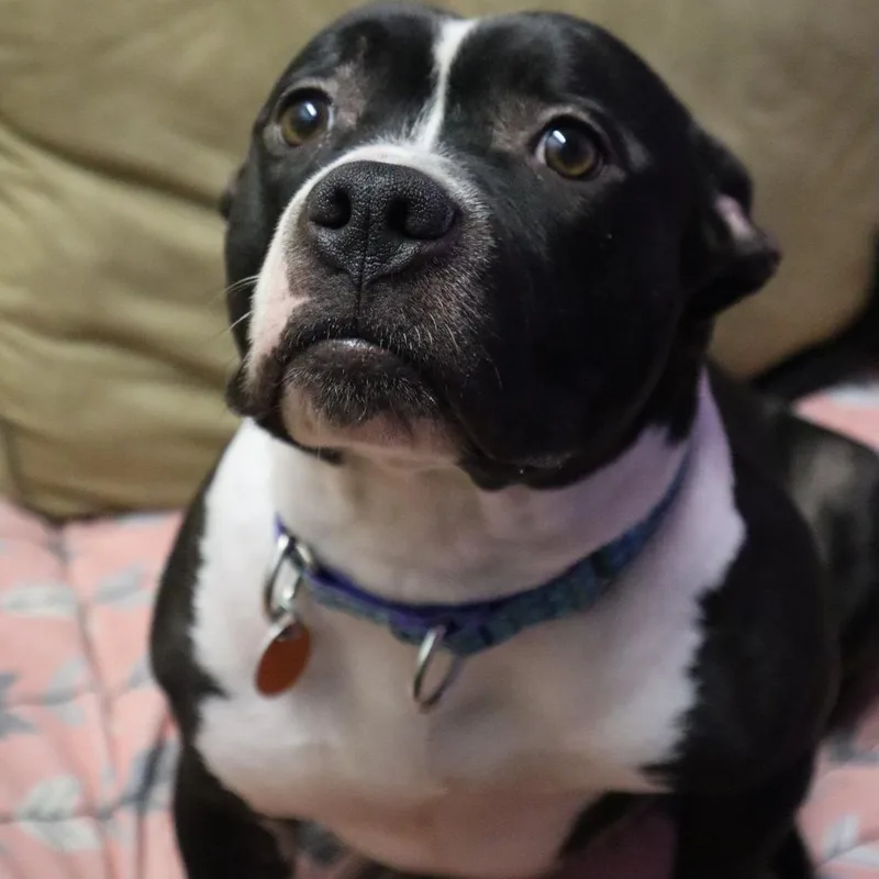 An adult medium-sized female Black Pit Bull Terrier dog named Wednesday for adoption in Springfield, MO