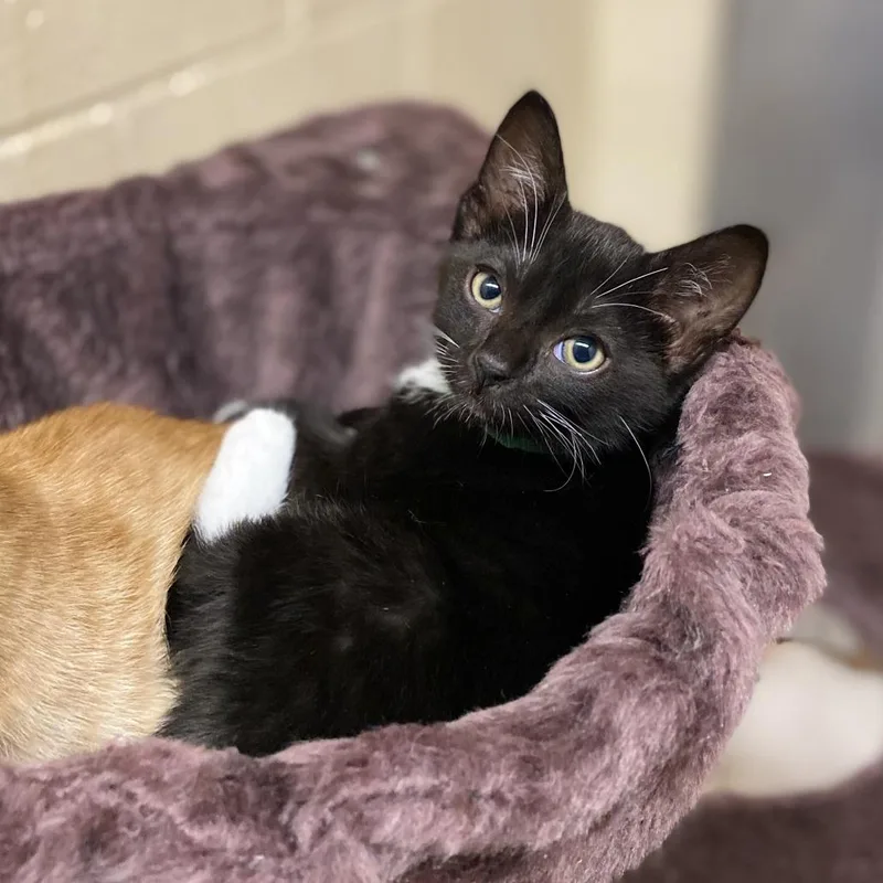 A baby small-sized female Black Domestic Short Hair cat named Minnie Mouse for adoption in Los Angeles, CA
