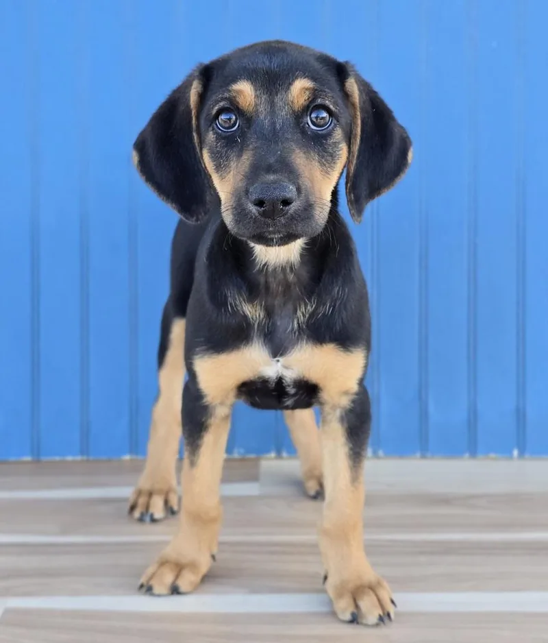 A baby large-sized female Tricolor (Brown, Black, & White) Hound dog named Elsa for adoption in Sedalia, CO