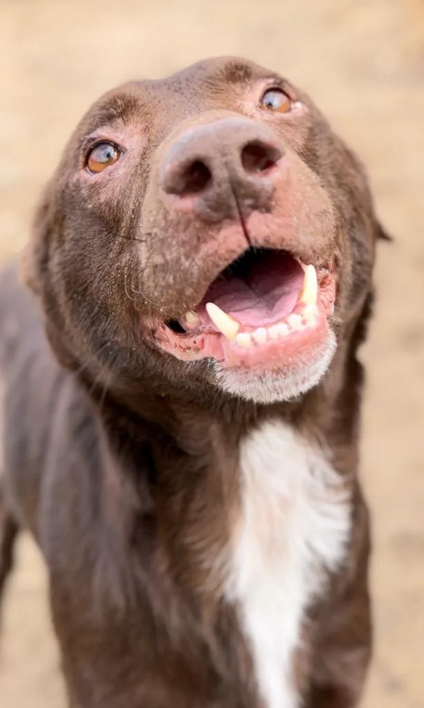 A young medium-sized male Chocolate Labrador Retriever dog named Boomer for adoption in Muskegon, MI