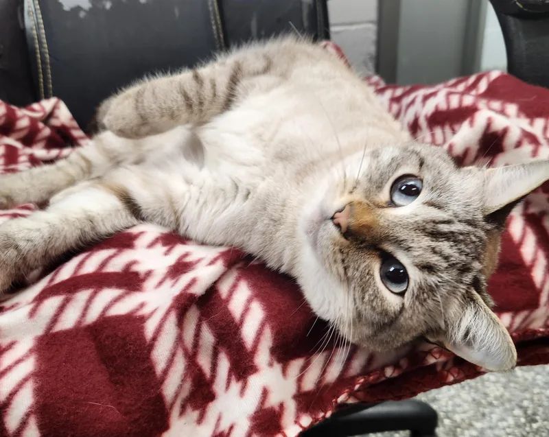 An adult medium-sized female Cream Point Siamese cat named Siberia for adoption in Siloam Springs, AR