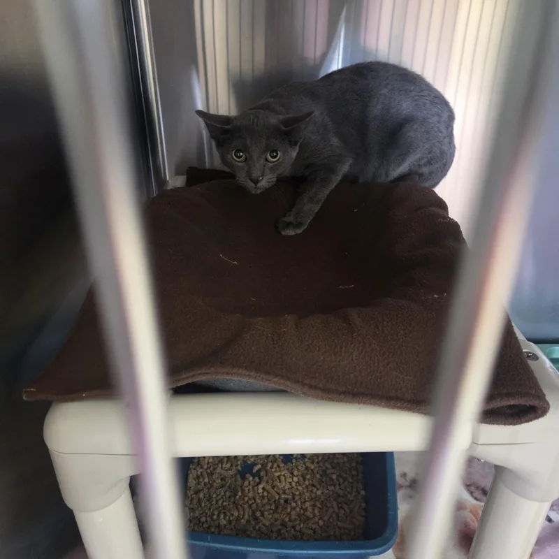 A baby medium-sized male Gray / Blue / Silver Domestic Short Hair cat named Sonny for adoption in West Branch, MI