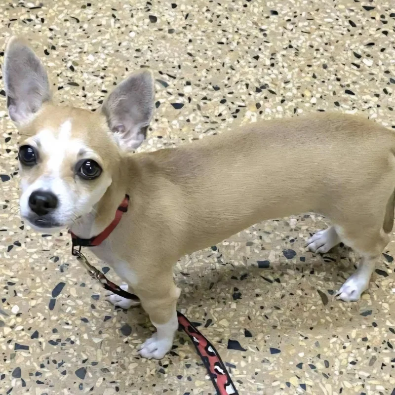 Nena Patina "my Love