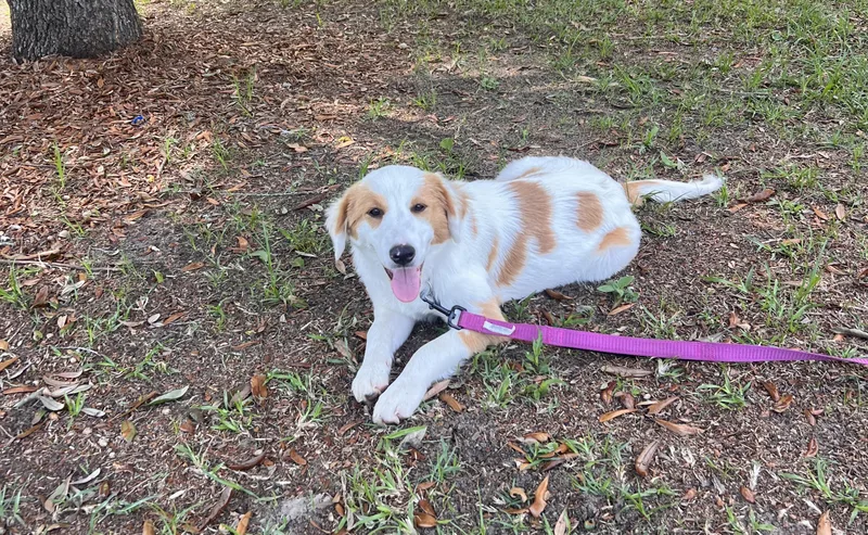 A young medium-sized female Mixed Breed dog named Sunshine for adoption in MYRTLE BEACH, SC