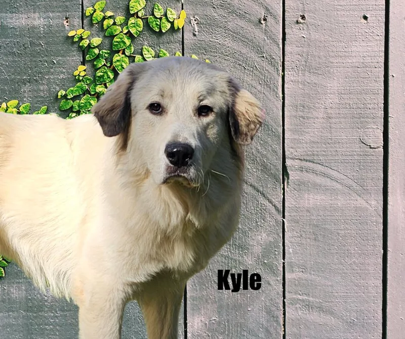 Kyle & Kiki thumbnail 4