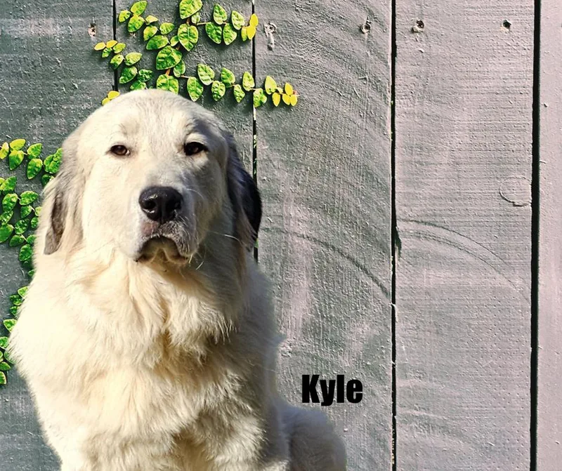 Kyle & Kiki thumbnail 5