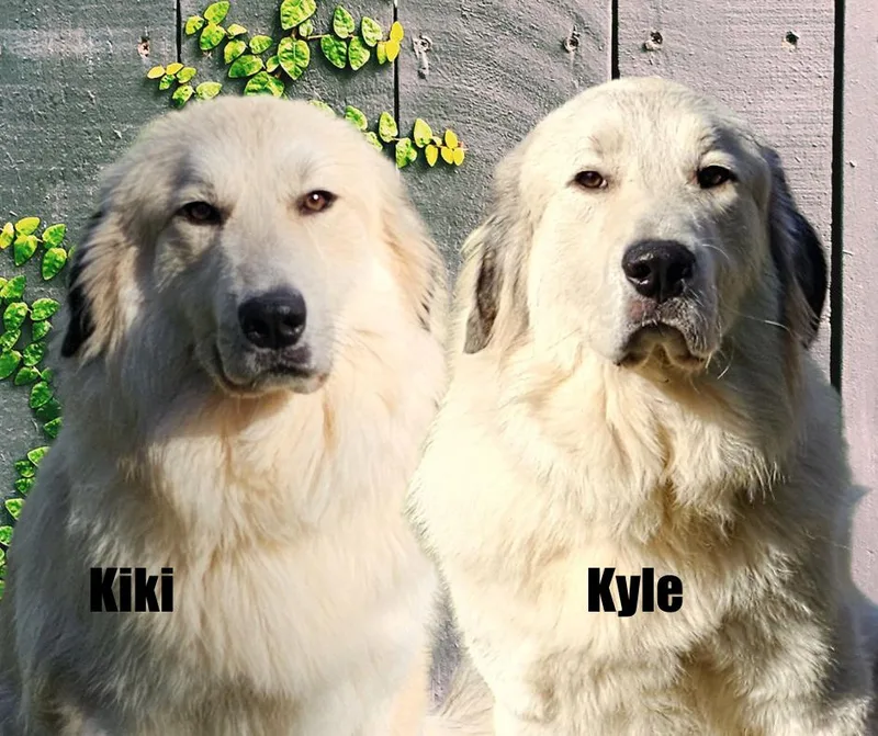 Kyle & Kiki