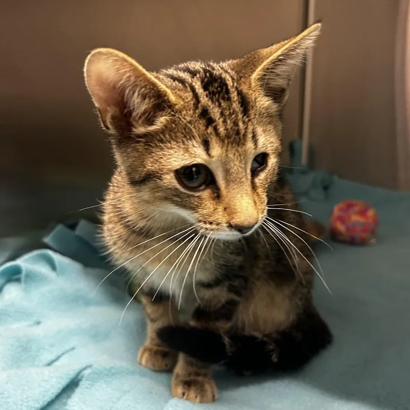 A baby small-sized male Domestic Short Hair cat named Benny for adoption in Delaware, OH