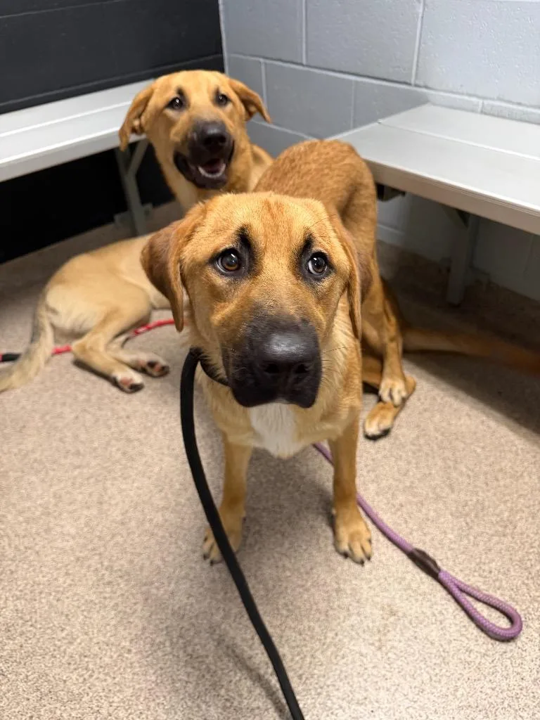 A baby large-sized female Anatolian Shepherd dog named Athena for adoption in Troy, OH