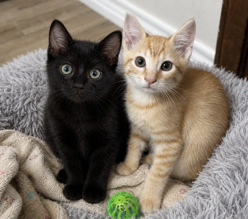 A baby medium-sized male Black Domestic Short Hair cat named Binx and Declan for adoption in Spring Branch, TX